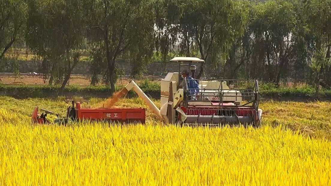 China cosechó el primer lote de arroz «espacial»