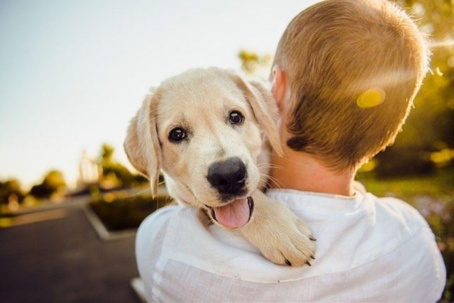 se ve un niño de espaldas levantando un perro que ve directamente al frente