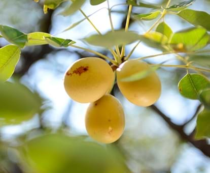 Fruta africana conocida como marula