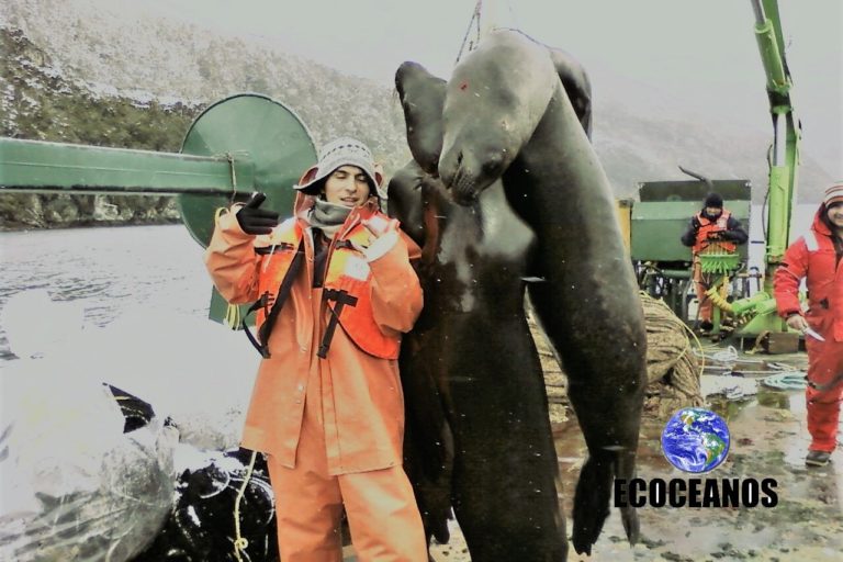 Llaman a boicotear el consumo de salmón industrial para detener muerte de mamíferos marinos en Chiloé y la Patagonia