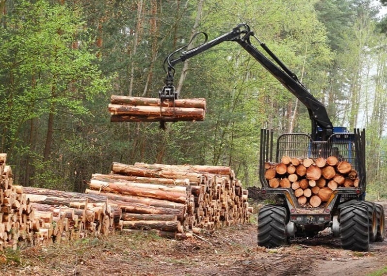 El Ciudadano | Plantaciones forestales en la mira de la Suprema tras caso de monocultivos en cercanías de Parque Nacional Nonguén - Vimarsana News