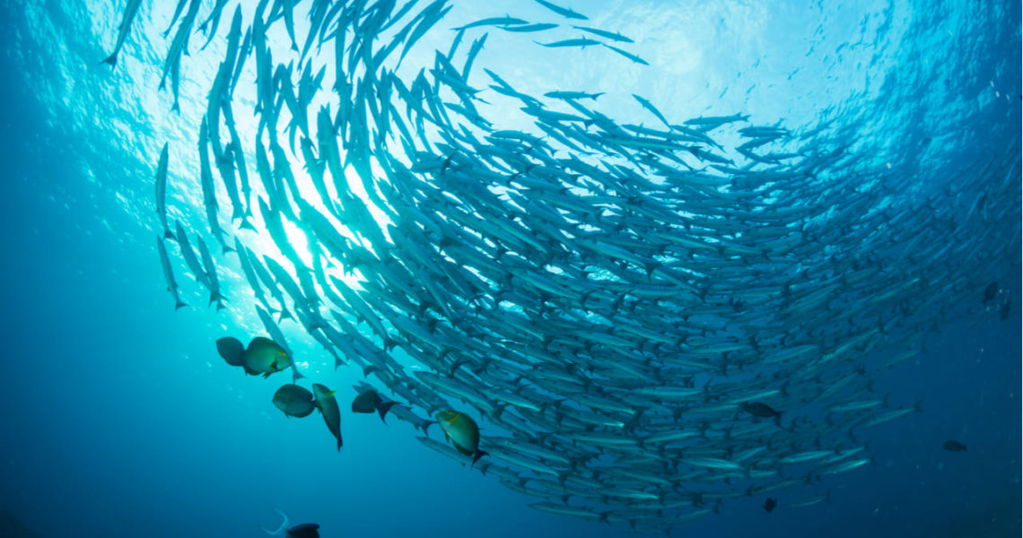 Más de 20 organizaciones de conservación de los océanos y bienestar animal firman carta abierta instando al activismo del consumidor