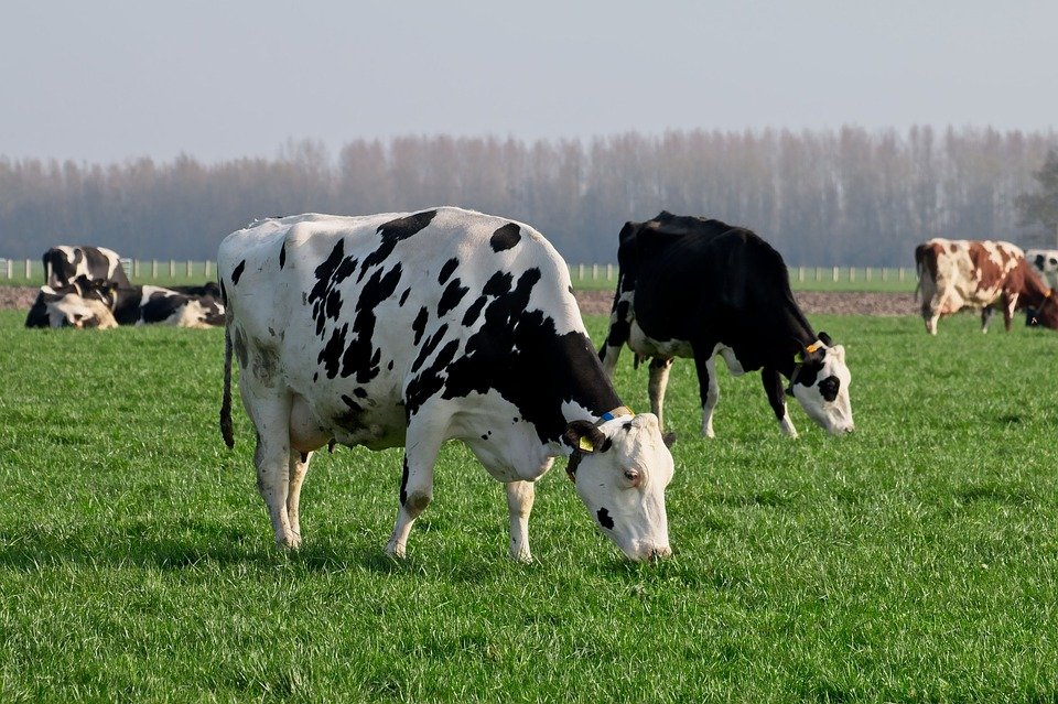 vacas bacterias estómago plástico