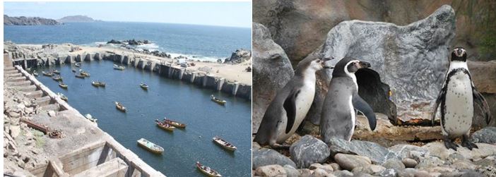 Piñera y CMP no entienden nada: Pretenden instalar megapuerto al lado de Santuario de la Naturaleza Pingüinos de Humboltd