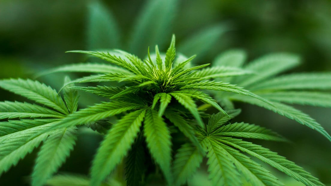 No más presos por plantar: Cámara aprobó proyecto que termina con la criminalización del cultivo de cannabis con fines medicinales