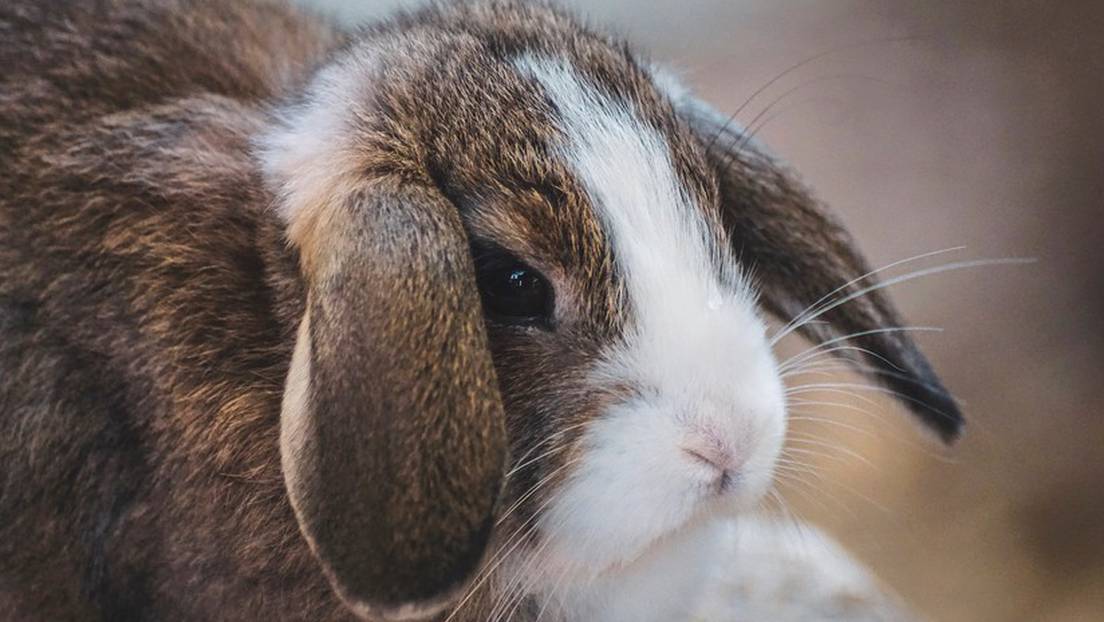 Comisión de Salud de la Cámara aprobó proyectos que prohíben experimentación de cosméticos en animales