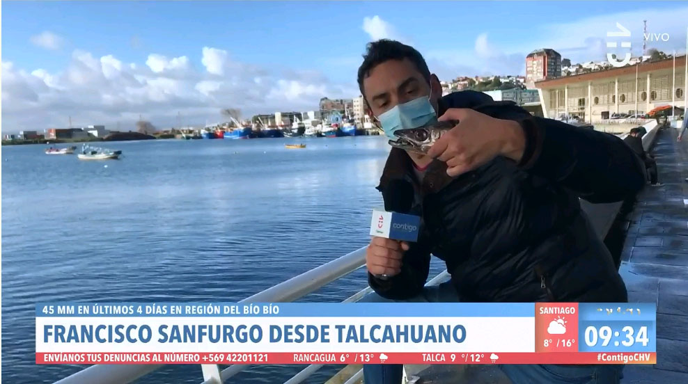 Sernapesca criticó al matinal de Chilevisión por alimentar a un lobo marino en un despacho en vivo: Está prohibido por alterar los hábitos de caza de los animales