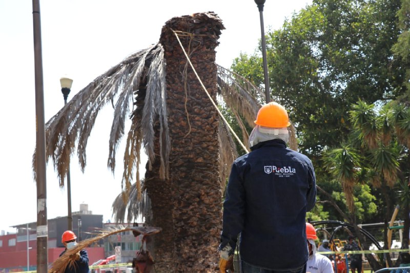 Medio Ambiente estatal clausura tala de palmeras por desequilibrio ambiental