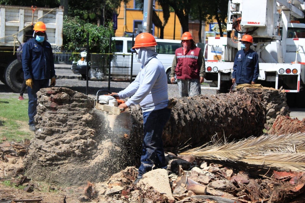 Palmeras taladas Puebla