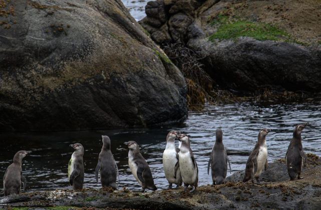 La justificación de Andes Iron frente a lluvia de críticas: «Sin Dominga, la población del pingüino de Humboldt disminuye cada vez más»