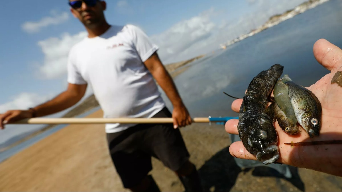 Greenpeace asegura que el trasvase Tajo-Segura es el causante del ecocidio del mar Menor