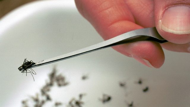 Reportan primera víctima mortal del virus del Nilo en España