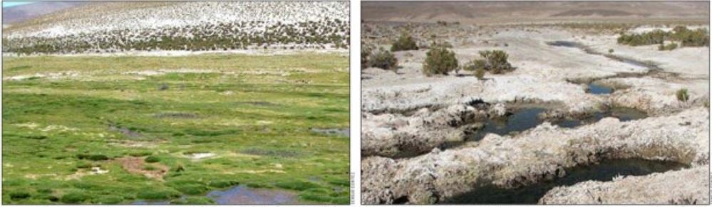 Fallo de Tribunal Ambiental que paraliza extracción de agua a minera Cerro Colorado llega tarde, bofedal de Lagunillas está seco