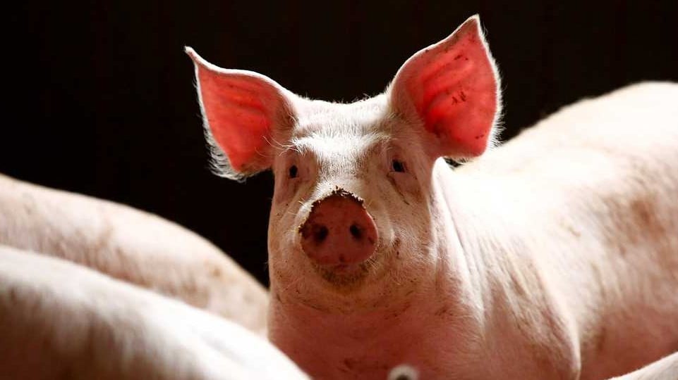 Chancho mata a carnicero en el matadero: el animal es aturdido con pistola paralizante y luego ataca después de despertarse