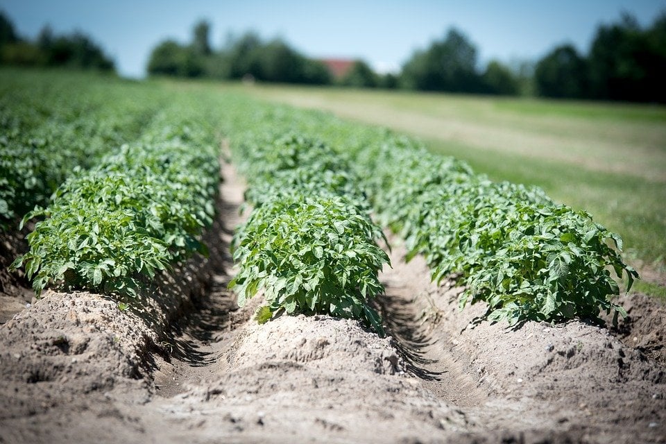 cultivos cambio climático