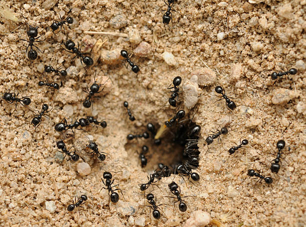 Conducta de hormigas logra perfecto superorganismo