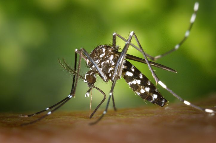 Reportan en Ucrania una enfermedad poco común que transmiten los mosquitos