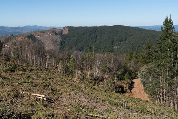 Experta apoya ingreso de plantaciones forestales al SEIA: «La evaluación ambiental es urgente para corregir aspectos en que la legislación sectorial ha sido deficiente»