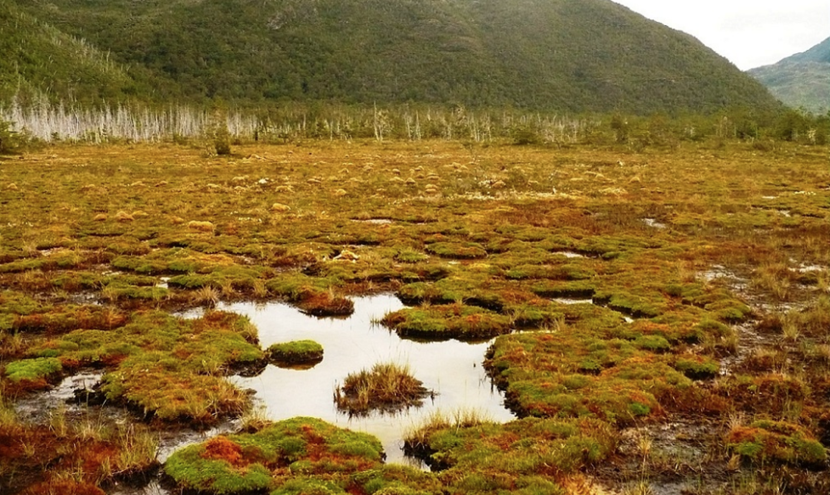 Organizaciones exigen que se apruebe ley que prohíbe depredación de turberas y pomponales para proteger el agua