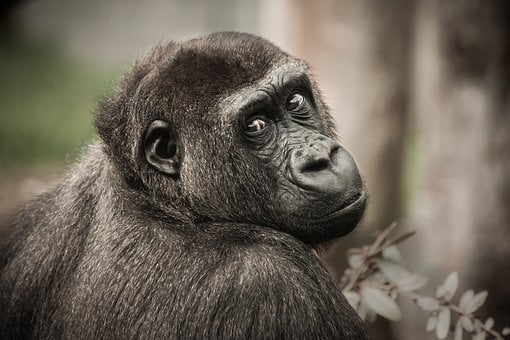 Dos tipos de primates tienen costumbres sociales similares a las de los humanos