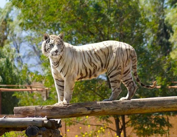 Parque Safari de Rancagua entregó detalles sobre fatal ataque de tigre a joven trabajadora