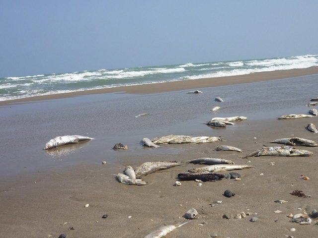 Gana terreno la «zona muerta» en Golfo de México