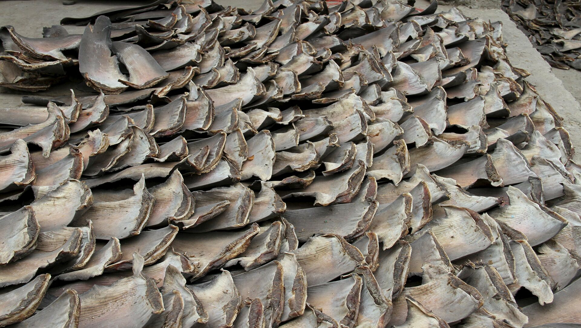 Decomisaron en Colombia unas 3.500 aletas de tiburón que iban ser exportadas a Hong Kong