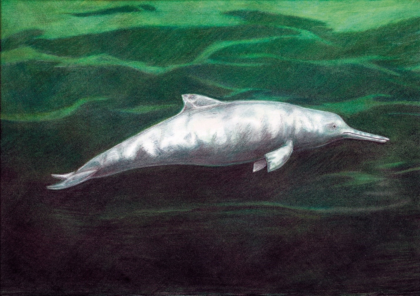 Paleontóloga chilena participa en descubrimiento de nueva especie de delfín que vivió hace 7 millones de años