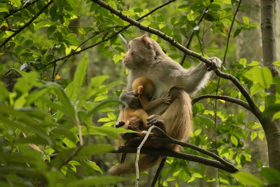 Madres primates