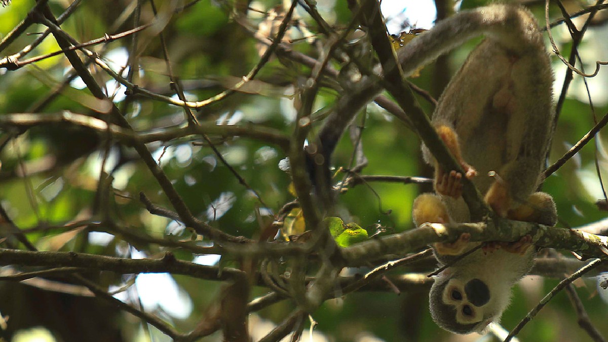 Ecuador se ha convertido en el mayor traficante de fauna silvestre de Latinoamérica