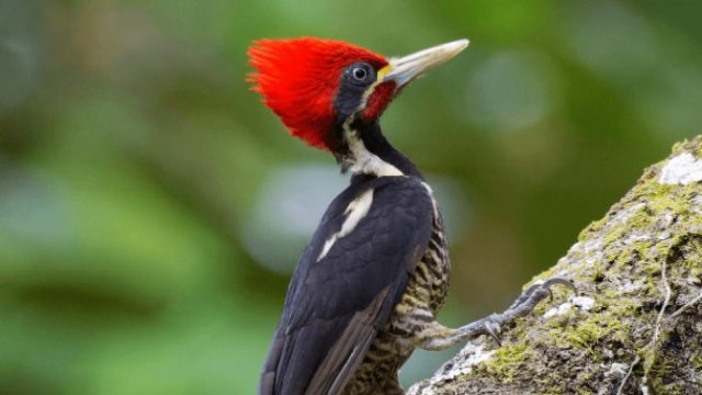 EE.UU. declara 23 especies animales como extintas
