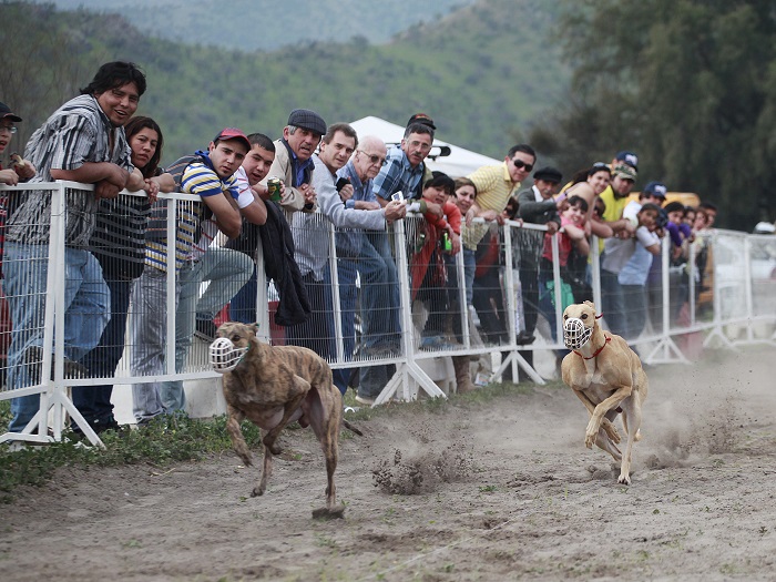 Cámara rechazó proyecto que prohibía las carreras de perros en todo el país