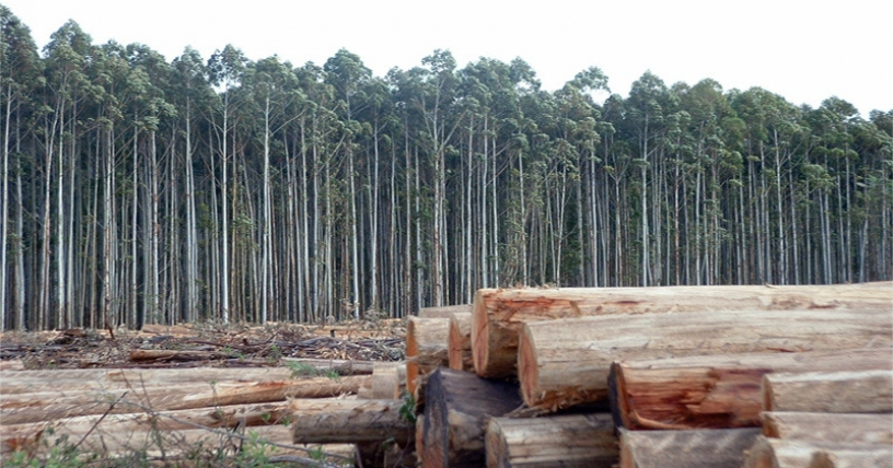 Sociedades científicas y Centros de Investigación llaman a incluir proyectos de desarrollo y explotación forestal en Sistema de Evaluación Ambiental