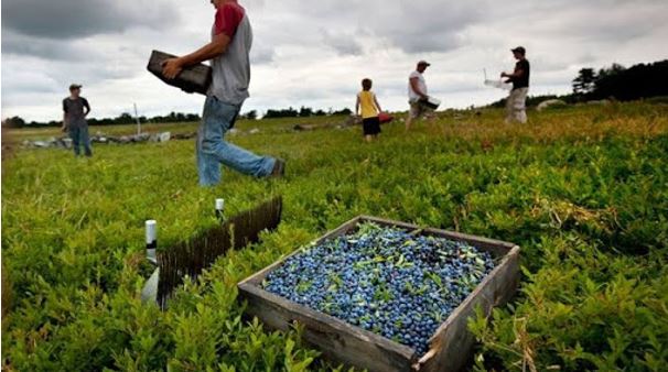 Investigan a 20 empresas agroproductoras por explotación laboral masiva de inmigrantes venezolanos y haitianos
