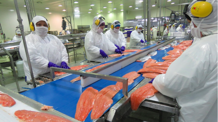 En plena pandemia: Salmoneras reportan millonarias ganancias en dólares durante primer semestre de 2021