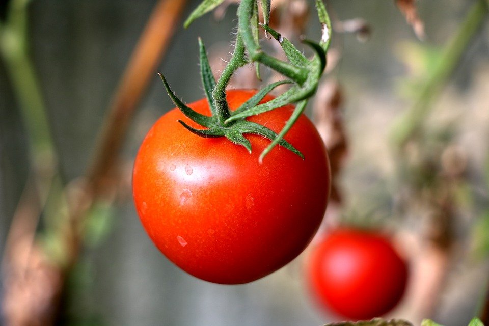 Japón da luz verde a comercialización de tomates con genoma editado