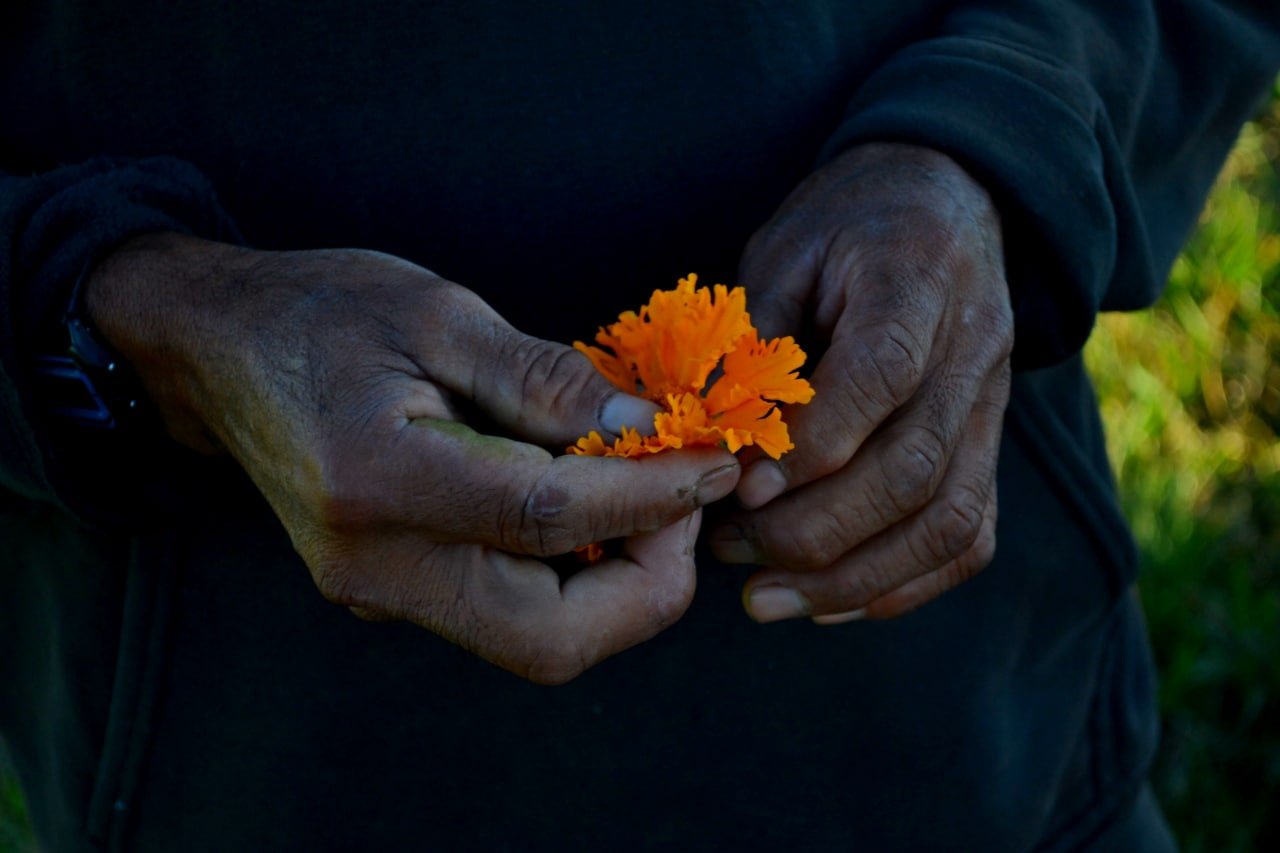 Agricultores de Atlixco esperan que la flor de cempasúchil reviva en esta temporada de muertos