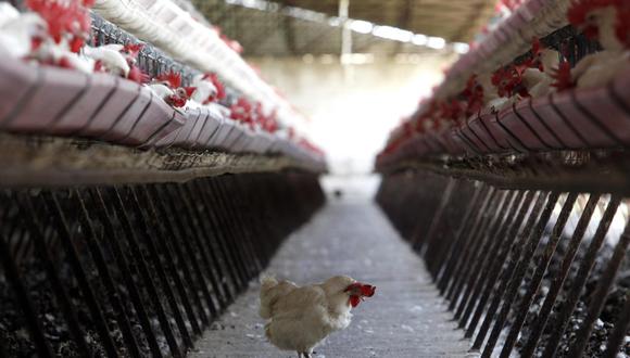 China gripe aviar
