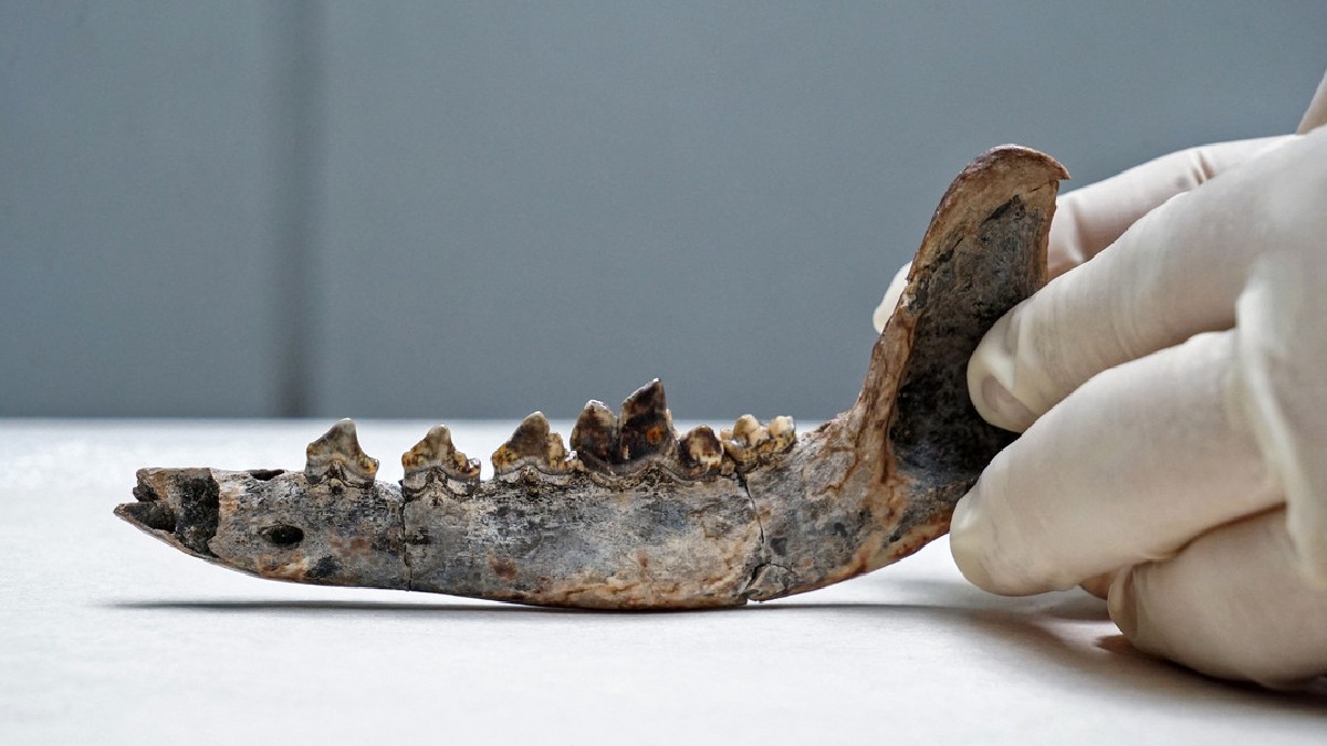 Investigadores hallan fósil de perro doméstico de hace 12.000 años