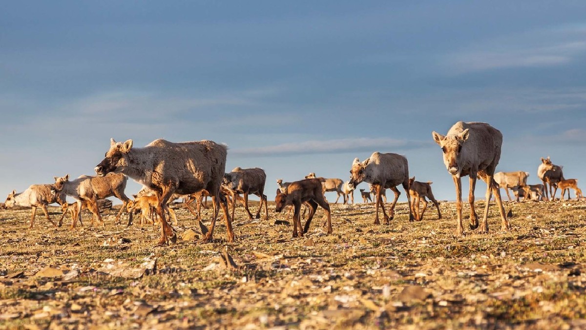 Calentamiento global afecta ciclos de reproducción en los animales migratorios