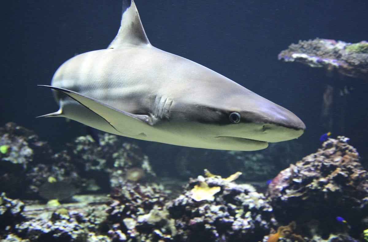 Científicos responden por qué los tiburones blancos atacan a los humanos