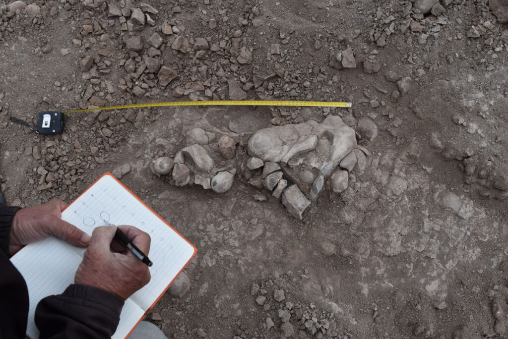 dinosaurios Argentina descubrimiento
