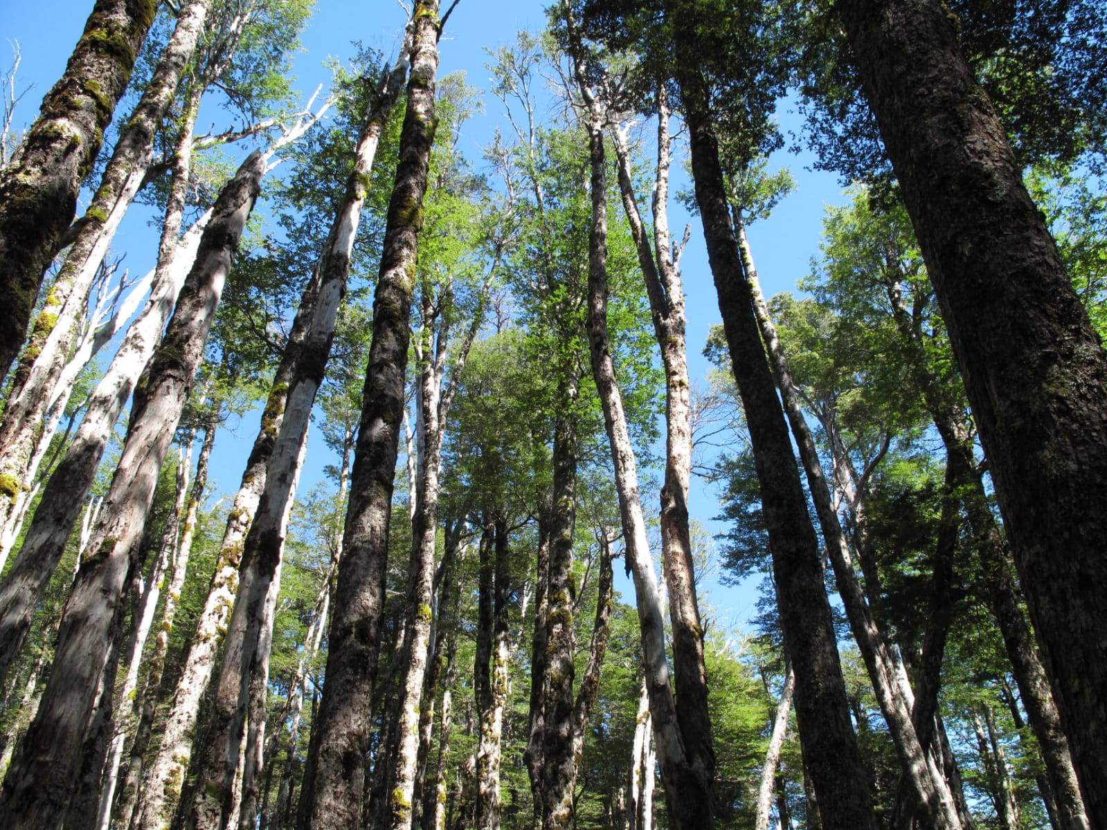 UACh busca ser carbono neutral a través de su propio patrimonio natural