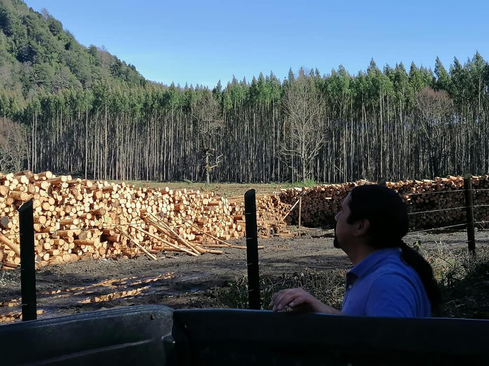 El küme mongen o buen vivir frente a la depredación extractivista de la industria forestal