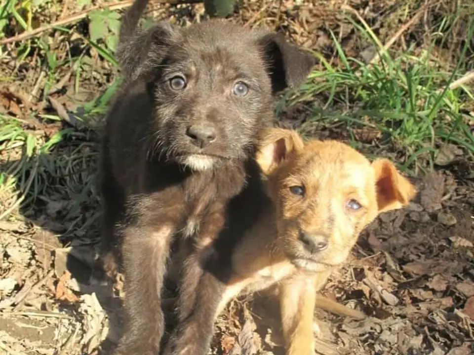 La horrenda masacre canil en Temuco de casi 6 mil perros que sigue sin culpables