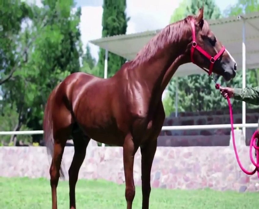 Caballo Santa Gertrudis Sedena TV