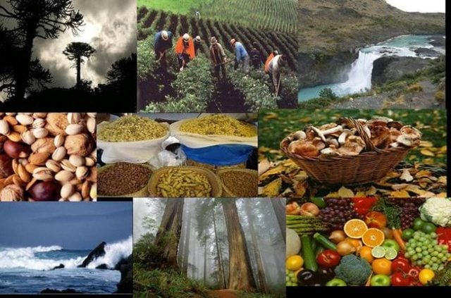 ¿Qué es la soberanía alimentaria de los Pueblos?