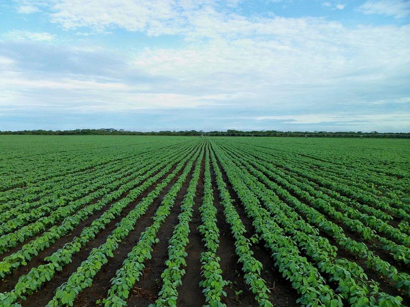 Tierras del oriente venezolano están aptas para la siembra de soya