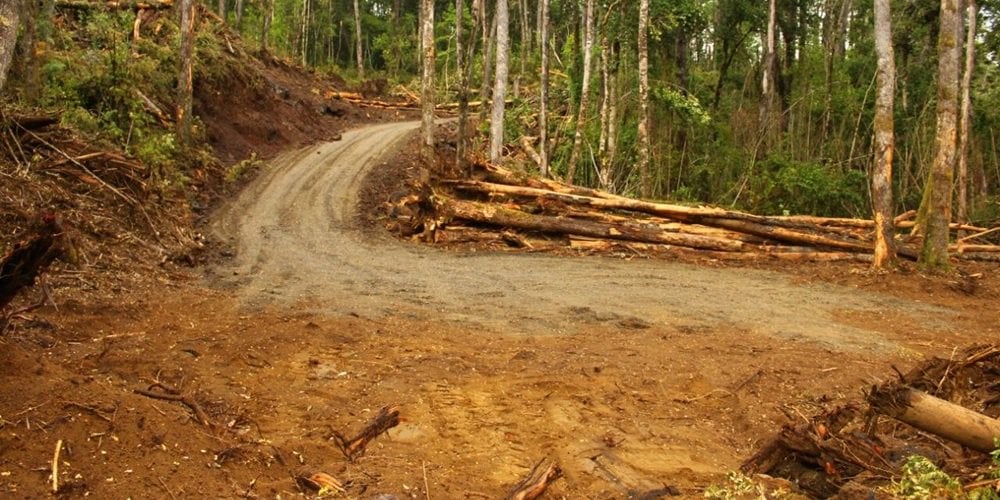 Detienen al werkén Carlos Quiñenao por oponerse a tala de bosque nativo y proteger cementerio mapuche de 1.600 años de antiguedad