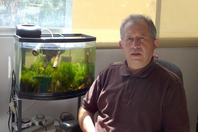 BUAP estudia el comportamiento de reproducción del pez vivíparo
